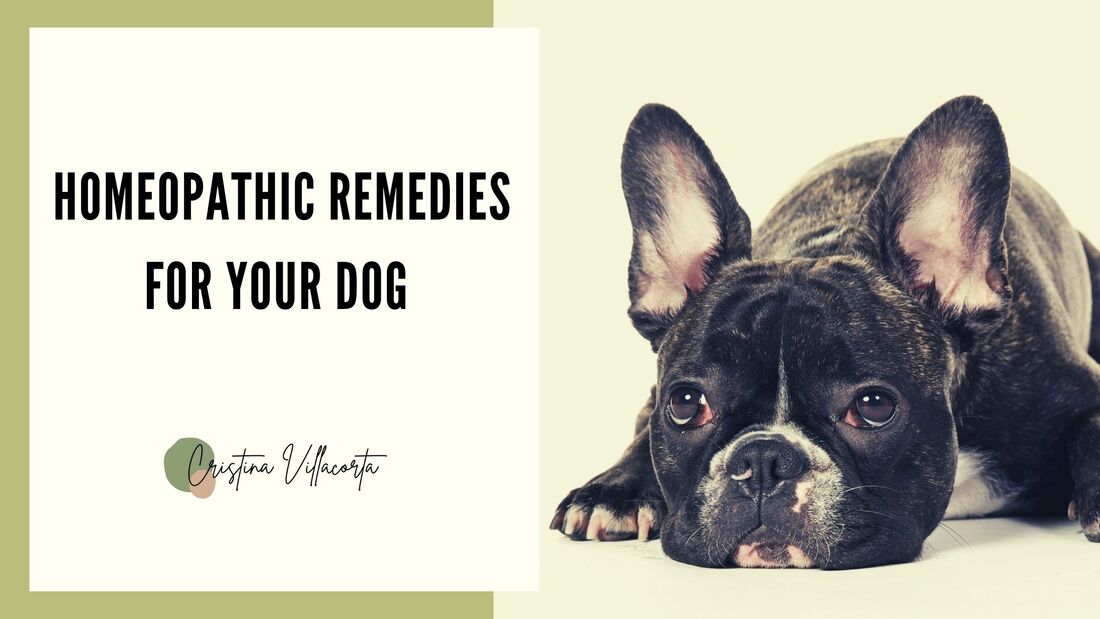 Homeopathic Remedies For Dogs | Cristina Villacorta